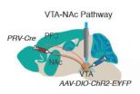 Stress-resilience/susceptibility traced to neurons in reward circuit