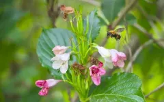 Striking a balance: Trade-offs shape flower diversity