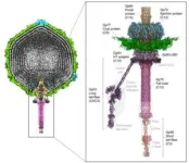 Structural biology analysis of a Pseudomonas bacterial virus reveals a genome ejection motor 2