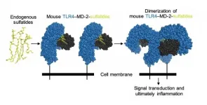 Structural biology provides long-sought solution to innate immunity puzzle