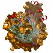 Structural Genomics Consortium releases 1,000th protein structure