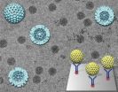 Structural insights into the inner workings of a viral nanomachine