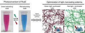 Structural uniqueness of the green- and red-light sensing photosensor in cyanobacteria