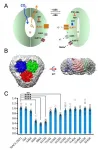 Structure gives insight into how plants keep their mouths shut