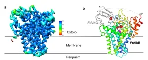 Structure of oil-eating enzyme opens door to bioengineered catalysts