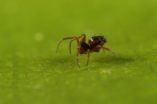 Students on field course bag new spider species 2