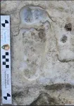 Study confirms age of oldest fossil human footprints in North America 2