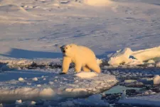 Study connects greenhouse gas emissions to polar bear population declines, enabling greater protections under Endangered Species Act