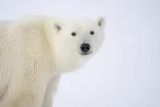 Study connects greenhouse gas emissions to polar bear population declines, enabling greater protections under Endangered Species Act 2