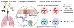 Study elucidates role of “G900” gene enhancers in asthma-associated inflammation