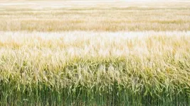 Study examines struggles of Haitian migrants self-managing diabetes on Dominican Republic sugar cane fields