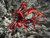 Study explores effects of climatic changes on Christmas Island’s iconic red crabs 2