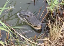 Study finds alligator hearts keep beating no matter what