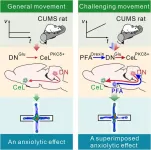 Study finds brain mechanism for physical exercise improving mood