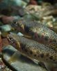 Study finds climate change accelerates hybridization between native, invasive trout