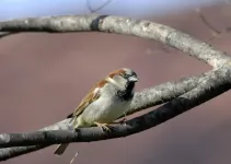 Study finds even the common house sparrow is declining