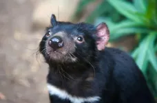 Study finds ongoing evolution in Tasmanian Devils response to transmissible cancer