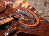 Study finds salamanders are surprisingly abundant in northeastern forests