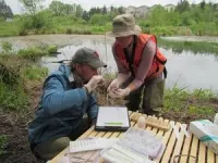 Study finds salamanders are surprisingly abundant in northeastern forests 3