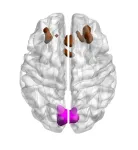 Study finds strongest evidence to date of brain’s ability to compensate for age-related cognitive decline