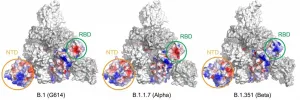 Study finds structural changes in the SARS-CoV-2 Alpha and Beta variants