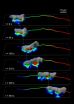 Study finds that fast-moving cells in the human immune system walk in a stepwise manner 3