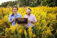 Study: Good nutrition boosts honey bee resilience against pesticides, viruses