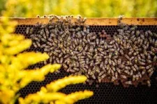 Study: Good nutrition boosts honey bee resilience against pesticides, viruses 3