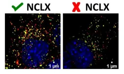 Study helps understand how energy metabolism is regulated at cellular level