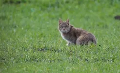 Study highlights natural history and conservation importance of Chinese mountain cat