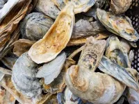 Study highlights successes of Virginia’s oyster restoration efforts