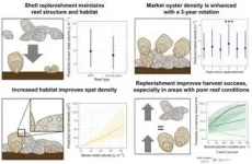 Study highlights successes of Virginia’s oyster restoration efforts 2