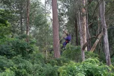 Study highlights urgent need to protect world’s forests from non-native pests in the face of climate change