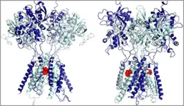 Study: How can low-dose ketamine, a ‘lifesaving’ drug for major depression, alleviate symptoms within hours? UB research reveals how