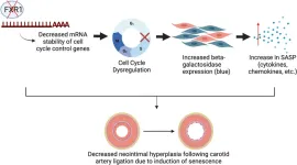 Study identifies a new potential target for treating vascular disease