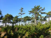 Study identifies coastal black pine trees resistant to tsunamis and strong winds