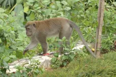 Study identifies Florida’s potential invasive species threats