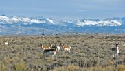 Study identifies gauntlet of obstacles facing migrating pronghorn in greater Yellowstone