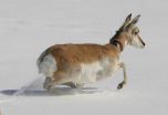 Study identifies gauntlet of obstacles facing migrating pronghorn in greater Yellowstone 2