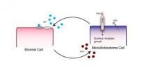 Study identifies growth factor essential to the most common malignant pediatric brain tumor