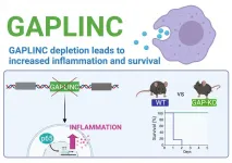 Study identifies noncoding RNA involved in immune response and sepsis