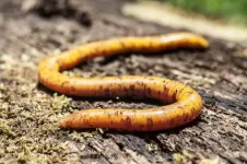 Study indicates São Tomé island has two species of caecilians found nowhere else on Earth