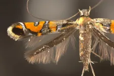 Study introduces 13 new, threatened species of sparkly moths from Hawaii