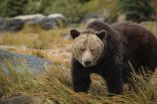 Study led by indigenous people uncovers grizzly bear highway