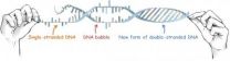 Study led by NUS researchers proves the existence of 3 overstretched DNA structures