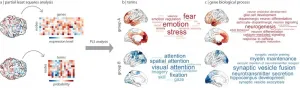 Study links genes with function across the human brain