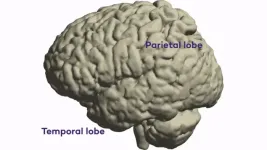 Study maps new brain regions behind intended speech