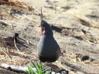 Study: Mountain quail may benefit from high severity wildfire