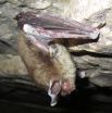 Study of deadly bat disease finds surprising seasonal pattern of infections