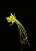 Study of flower petals shows evolution at the cellular level